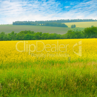 Canola field and blue sky with light clouds. Agricultural landsc