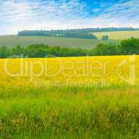 Canola field and blue sky with light clouds. Agricultural landsc