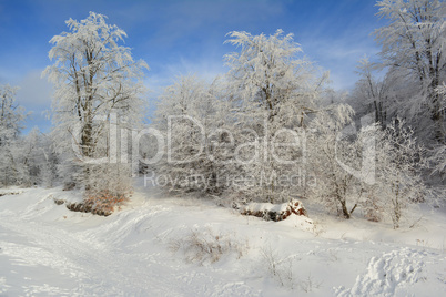 Winter idyll, white forest and blue sky