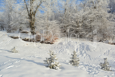 Hidden snowy road besides the forest