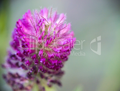 closeup of a Red trefoil's purple flower