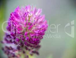 closeup of a Red trefoil's purple flower