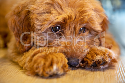 Cute Puppy Dog Laying Down Looking Sad