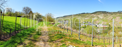 Frühling an der Mosel bei Kröv..