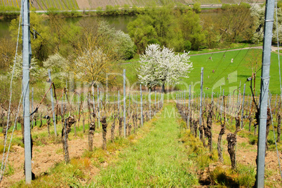 Weinberg an der Mosel