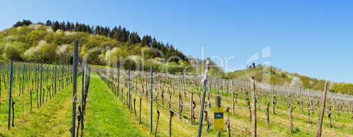 Weinberge bei Traben-Trarbach Wolf