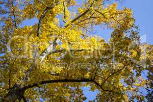 Baden-Baden, Lichtentaler Allee Spätsommer/Herbst