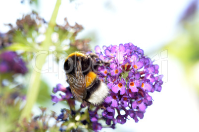 Hummel auf Blüte