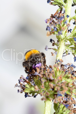 Hummel auf Blüte