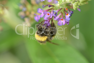 Hummel auf Blüte