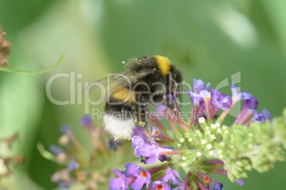 Hummel auf Blüte