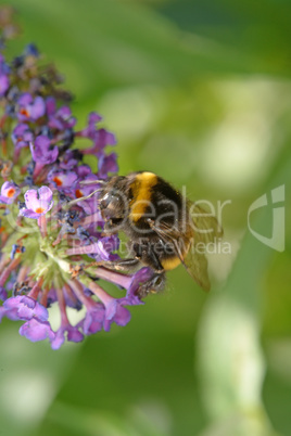 Hummel auf Blüte