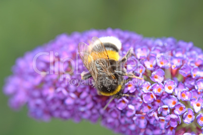 Hummel auf Blüte