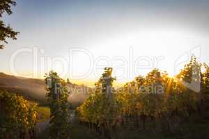 Sunset over vineyard in Baden-Baden. Sonnenuntergang über Weinberg in Baden-Baden.