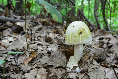 Deadly poisonous Amanita phalloides in oak forest