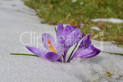 Saffron flowers in melting snow, Goc mountain, Serbia