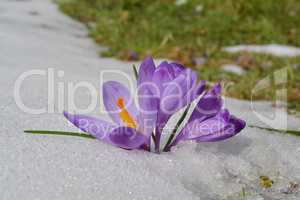 Saffron flowers in melting snow, Goc mountain, Serbia