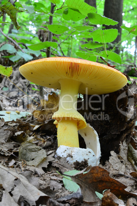 Amanita caesarea in natural habitat