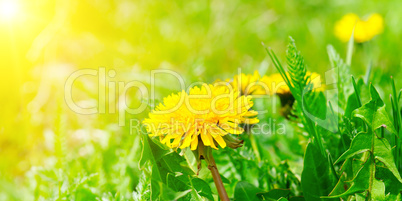 Green field with yellow dandelions and sun. Wide photo .