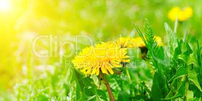 Green field with yellow dandelions and sun. Wide photo .