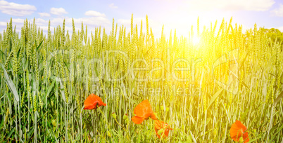 Wheat field and a bright sunrise on a blue sky. Wide photo .