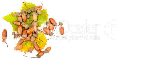 Acorns and oak leaves isolated on white background. Wide photo .