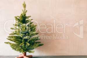 Green Tree, Copy Space For Advertisement, Pink Background