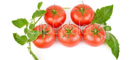 Fresh tomatoes isolated on white background. Wide photo .