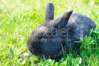 Little rabbit on green lawn background.