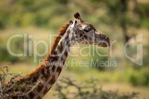 Close-up of Masai giraffe head above branches