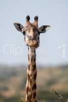 Close-up of Masai giraffe head and neck