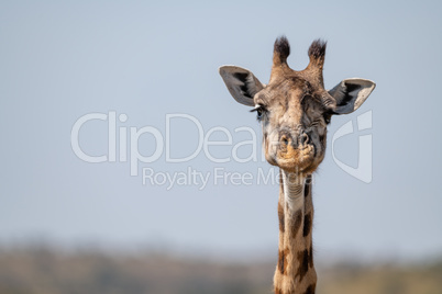 Close-up of Masai giraffe head facing camera
