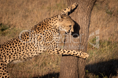 Close-up of cheetah leaning against tree trunk