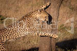 Close-up of cheetah leaning against tree trunk