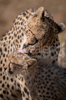 Close-up of cheetah in sunshine licking cub