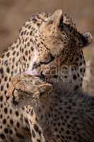 Close-up of cheetah in sunshine licking cub