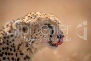 Close-up of cheetah licking blood off lips