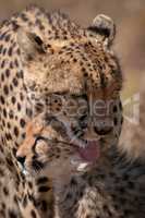 Close-up of cheetah licking cub in sunshine