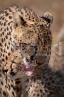 Close-up of cheetah licking ear of cub