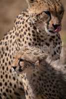 Close-up of cheetah licking lips and cub