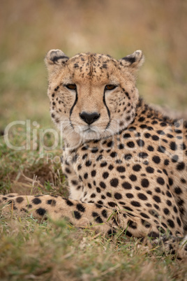 Close-up of cheetah looking at the camera