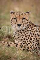 Close-up of cheetah looking at the camera