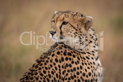 Close-up of cheetah looking back over shoulder