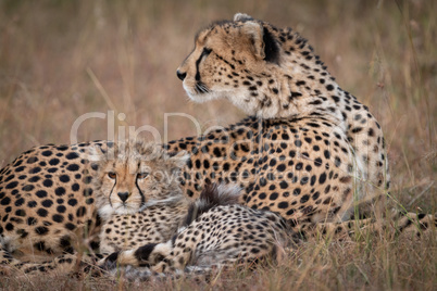 Close-up of cheetah looking back with cub