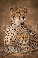 Close-up of cheetah looking out over cub