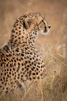 Close-up of cheetah lying in dry grass