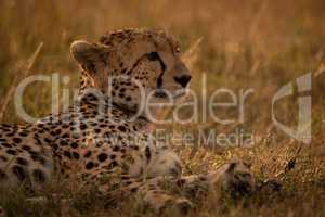 Close-up of cheetah lying in golden light