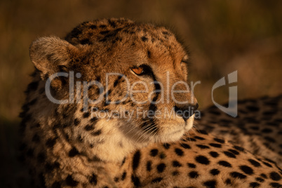 Close-up of cheetah lying in sunset light