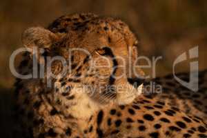 Close-up of cheetah lying in sunset light