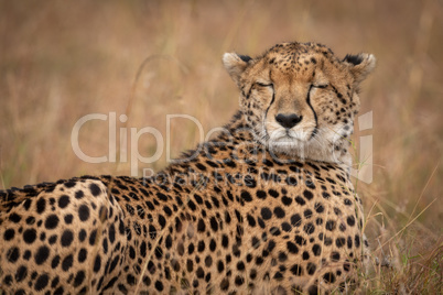 Close-up of cheetah lying with eyes closed